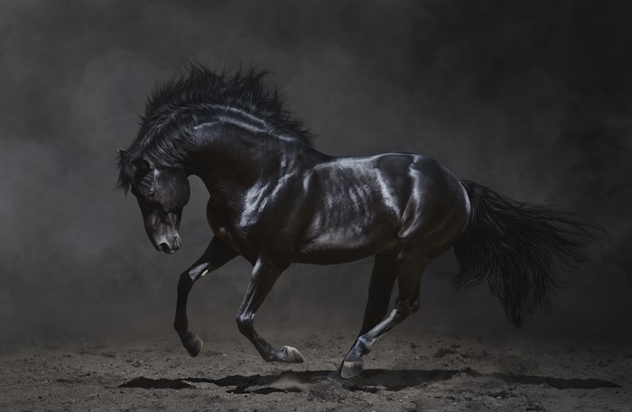 A black horse running in the dark