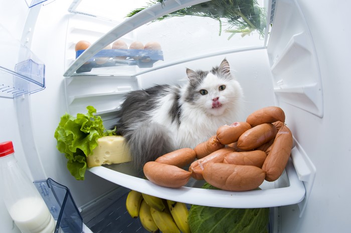 Cat in a Refrigerator with Sausages