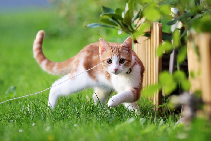 Orange and white cat on grass