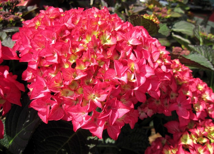 Close-up of a red Hydrangea flower