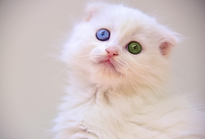 White kitten with heterochromia