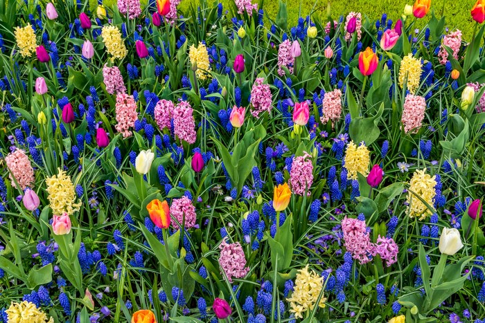 Colorful Tulip and Hyacinth Flower Meadow
