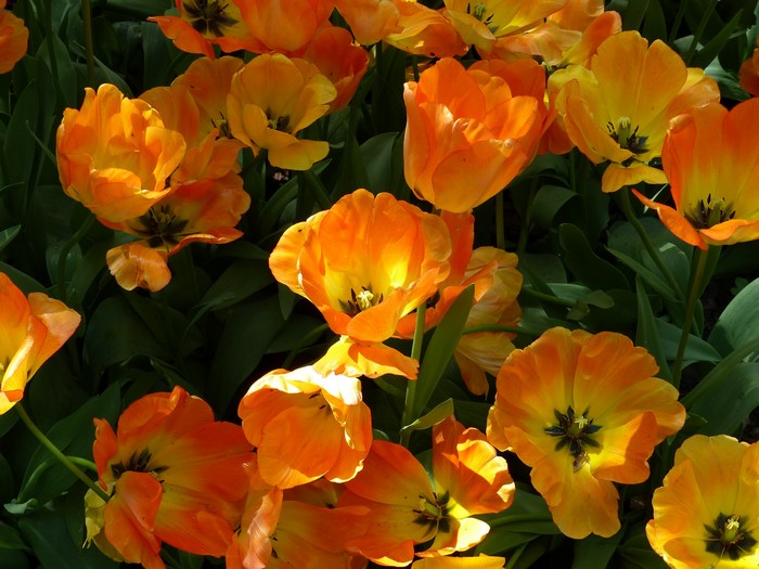 Orange and yellow tulips in bloom