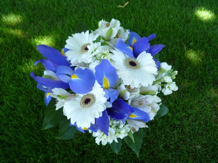 Bouquet of white gerberas and blue irises on grass