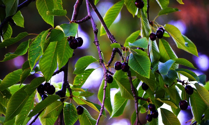 Cherries on a branch with green leaves