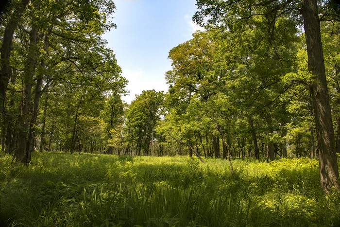 Forest clearing with tall trees and green grass