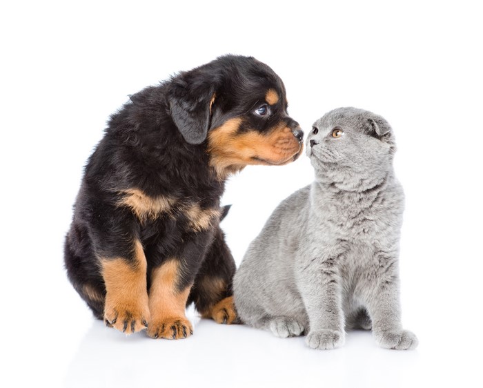 Rottweiler puppy and Scottish Fold kitten on white background