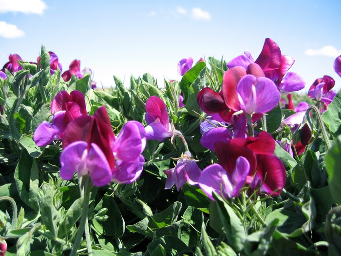 Close-up of purple and red sweet pea flowers