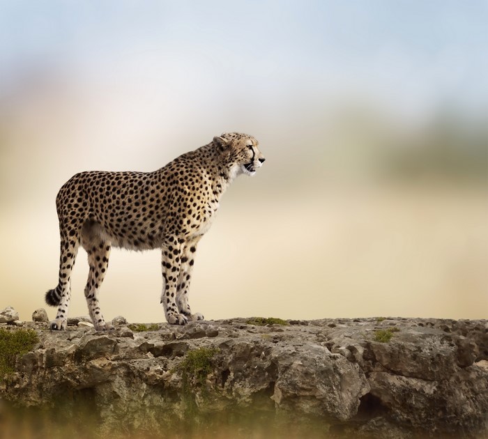 Cheetah standing on rocks