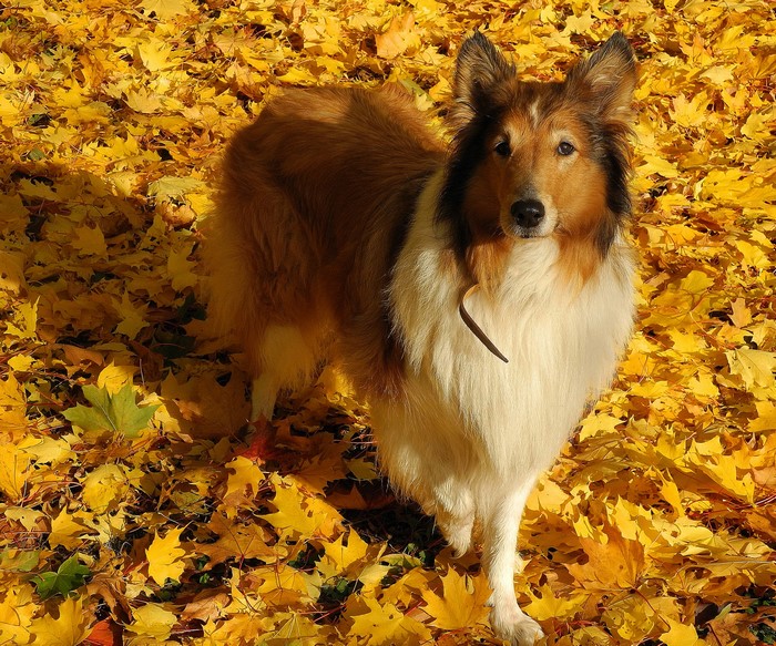 Collie dog standing in autumn foliage