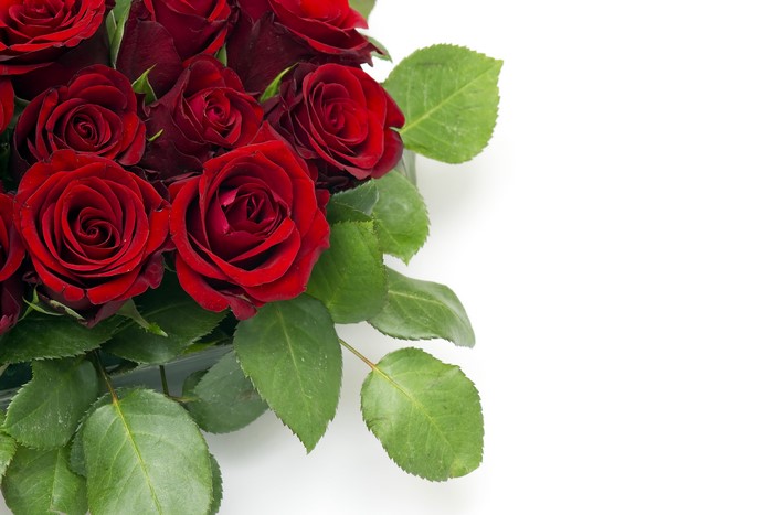 4K Wine color Roses Closeup Foliage