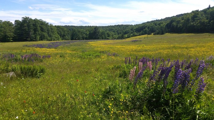Field of Lupines and Yellow Flowers in Summer