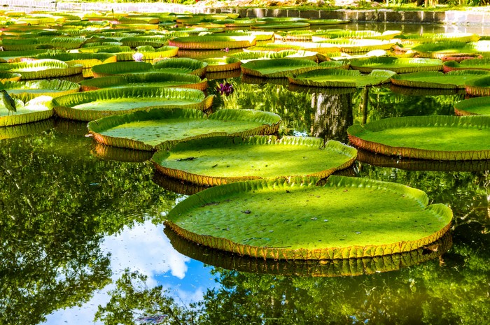Victoria amazonica water lilies in a pond
