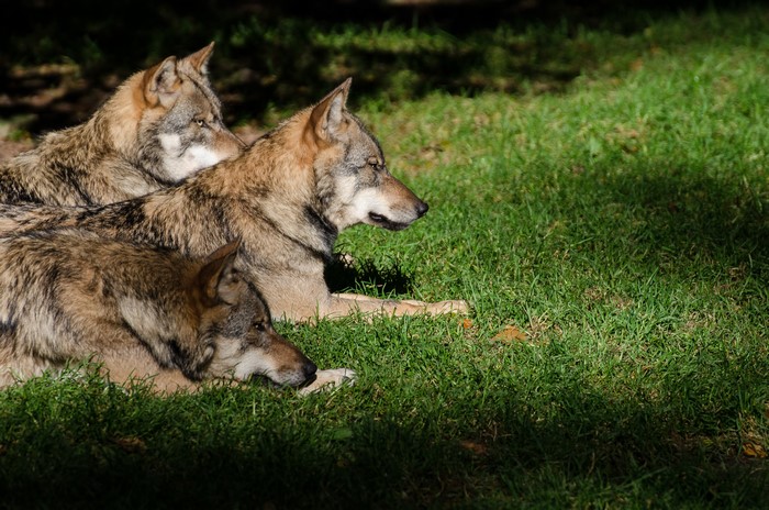 Three wolves lying on grass