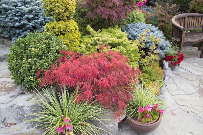 Walsall Garden England shrubs and plants