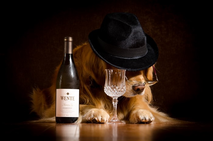 Golden Retriever dog wearing a hat and glasses with wine bottle and glass