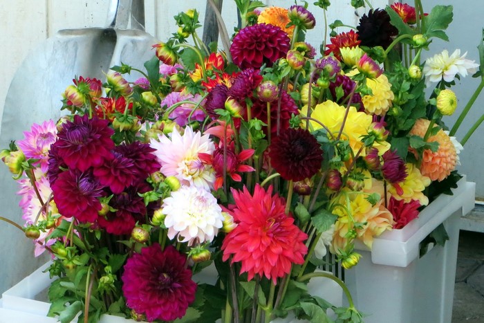Bouquets of colorful dahlias in buckets