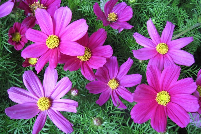 Pink Cosmos flowers with yellow centers