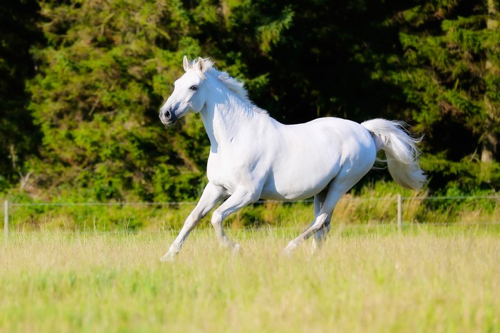 White horse running in a field