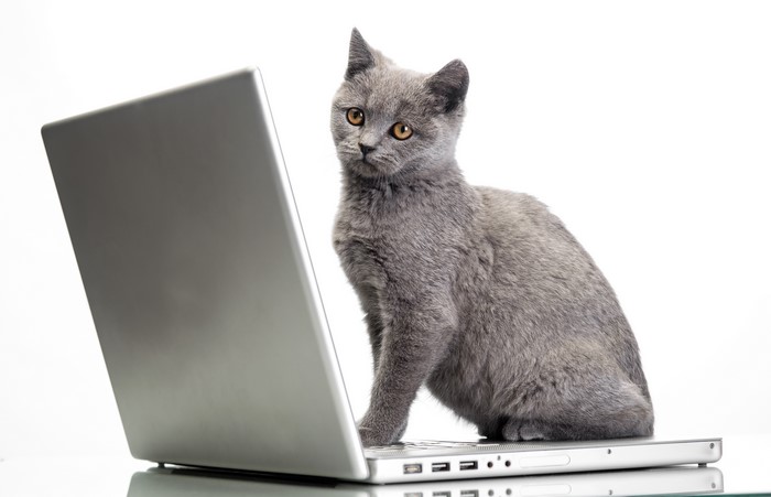 Gray kitten sitting on a laptop