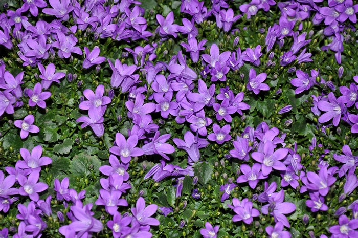 Many Violet Campanula Flowers