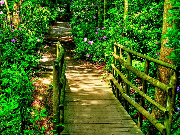 Wooden bridge over a path in a garden with rhododendrons