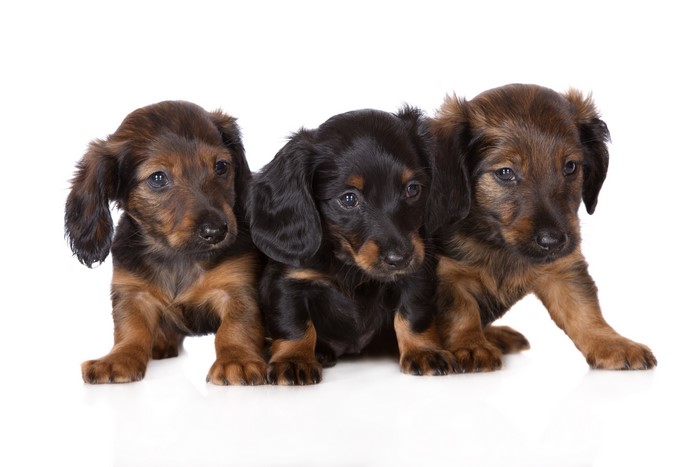 Three Dachshund Puppies on White Background