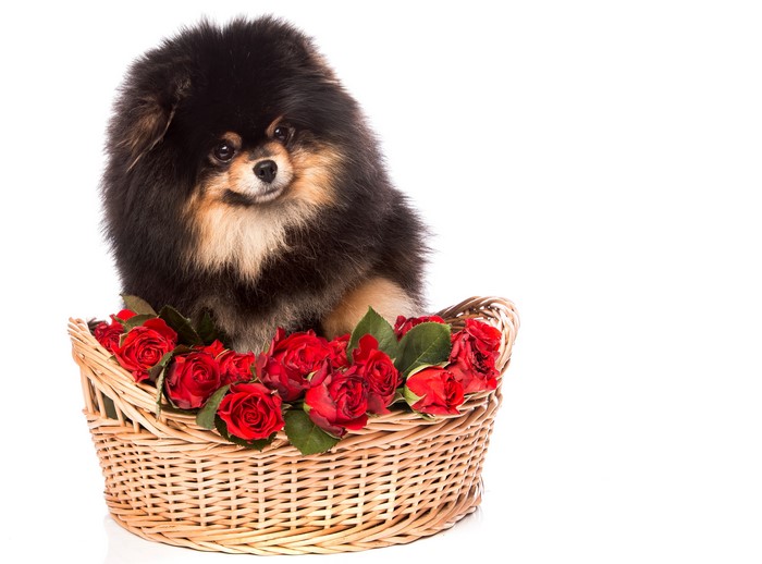 Black and Tan Pomeranian in a basket of roses