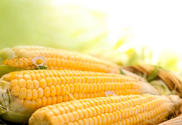 Close-up of fresh corn on the cob