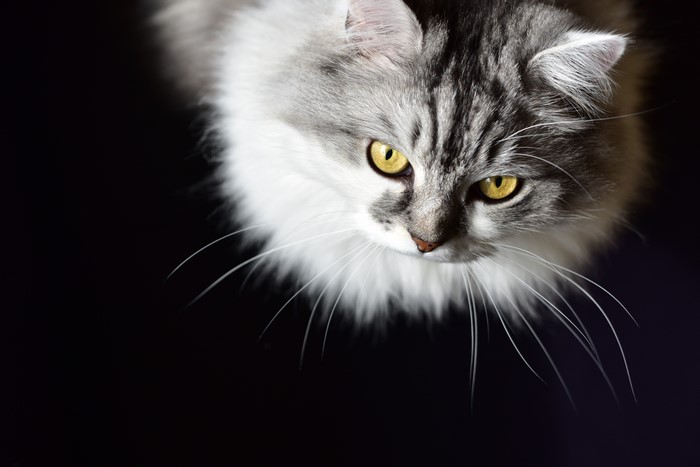 Close-up of a fluffy grey and white cat with yellow eyes