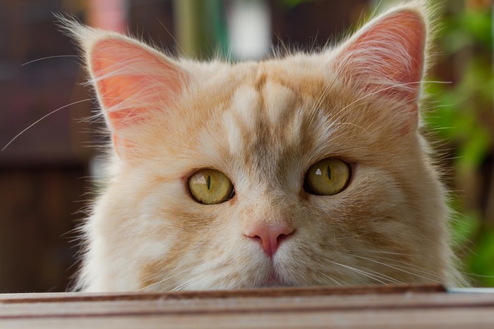 Close-up of a ginger cat's face