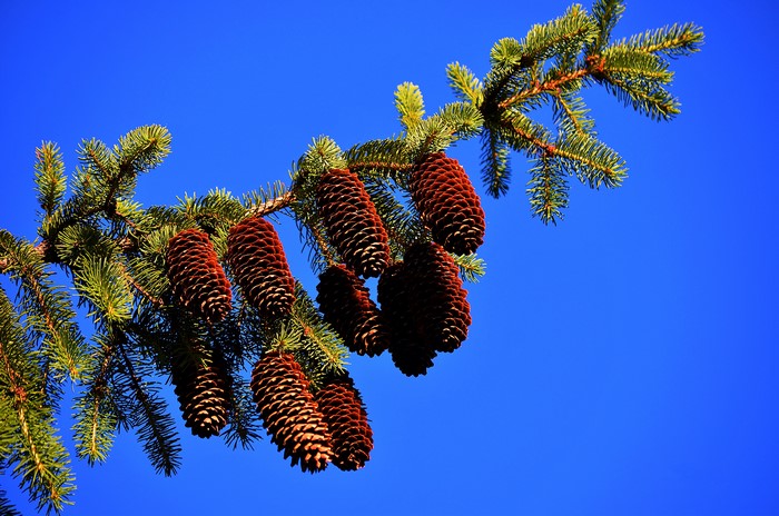 Pine cones on a branch against blue sky