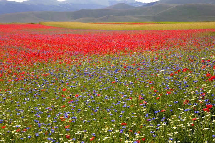Colorful Wildflower Field with Rolling Hills