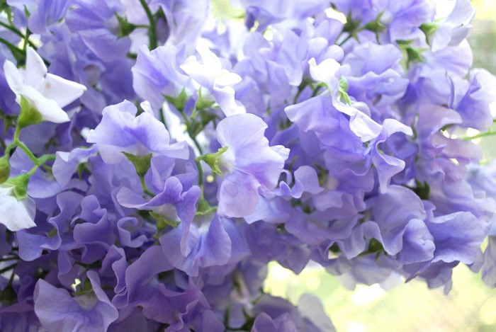 Close-up of purple and white sweet pea flowers