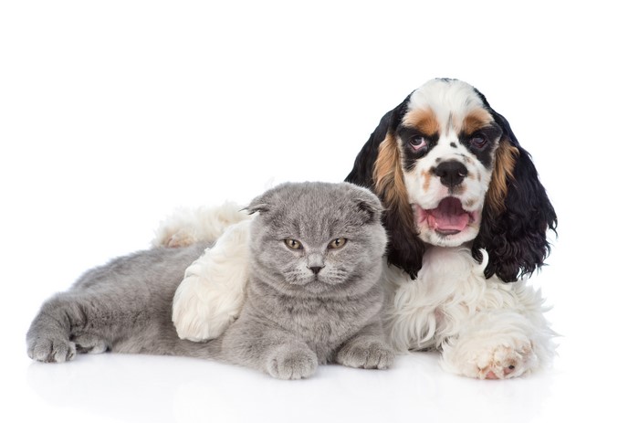 American Cocker Spaniel dog and Scottish Fold cat