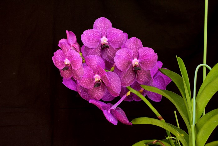 Purple Vanda orchids on black background