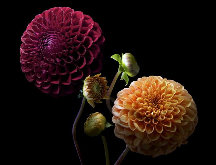 Four Dahlias and Buds on Black Background