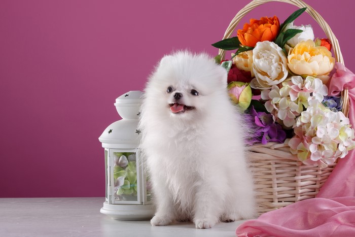 White Pomeranian puppy with flowers and lantern