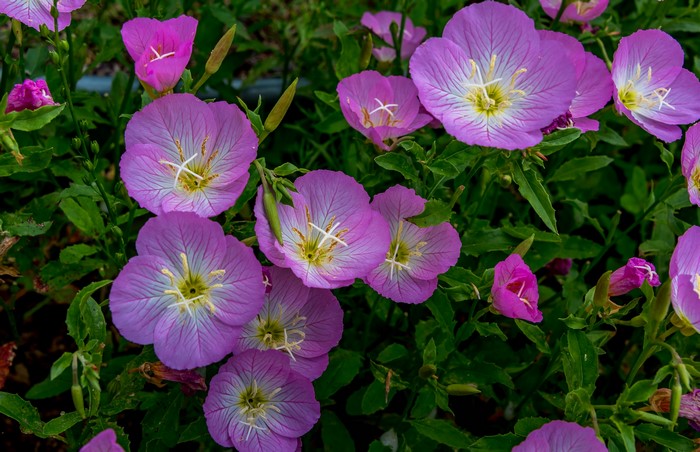 Pink Evening Primrose Flowers