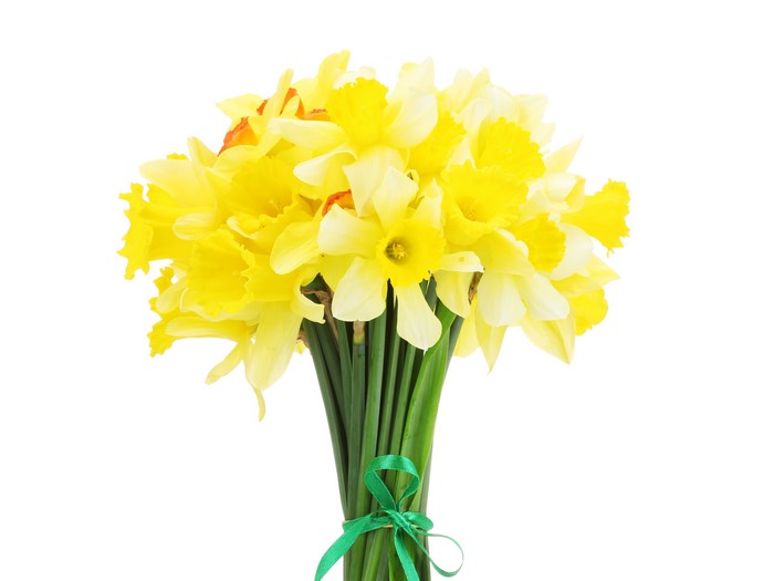 Bouquet of Yellow Daffodils with Green Ribbon