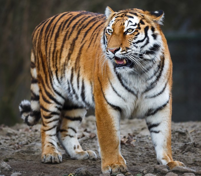 Tiger standing on rocky ground