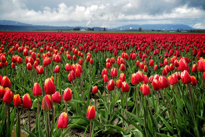 Field of Red and Yellow Tulips Under a Cloudy Sky