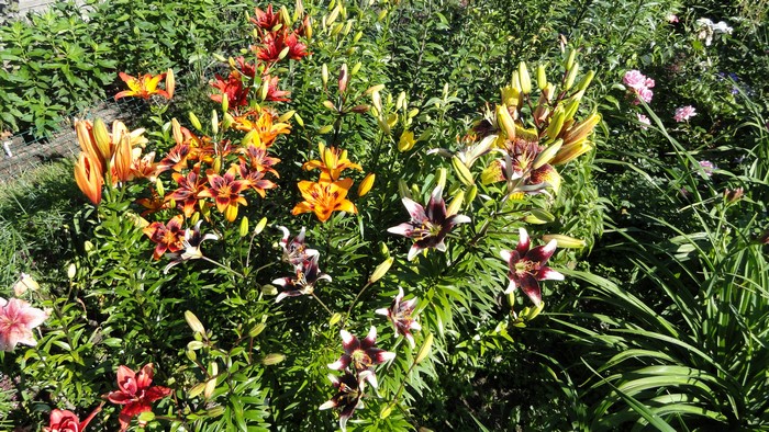 4K Lilies and Flower Buds