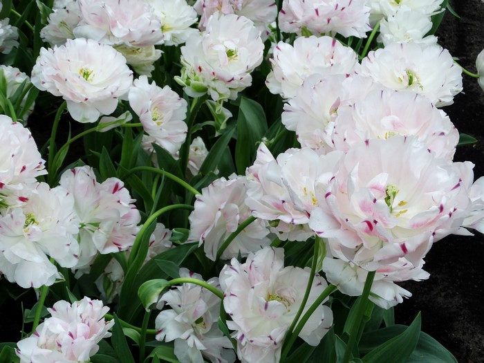 White and pink speckled double tulips