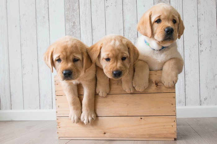 Three Labrador Retriever puppies in a wooden crate
