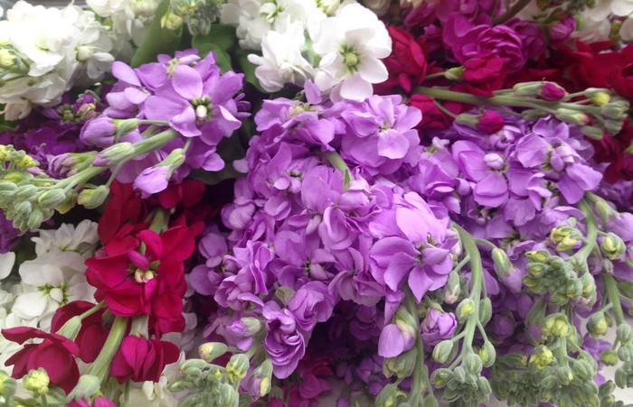 Close-up of a bouquet of stock flowers
