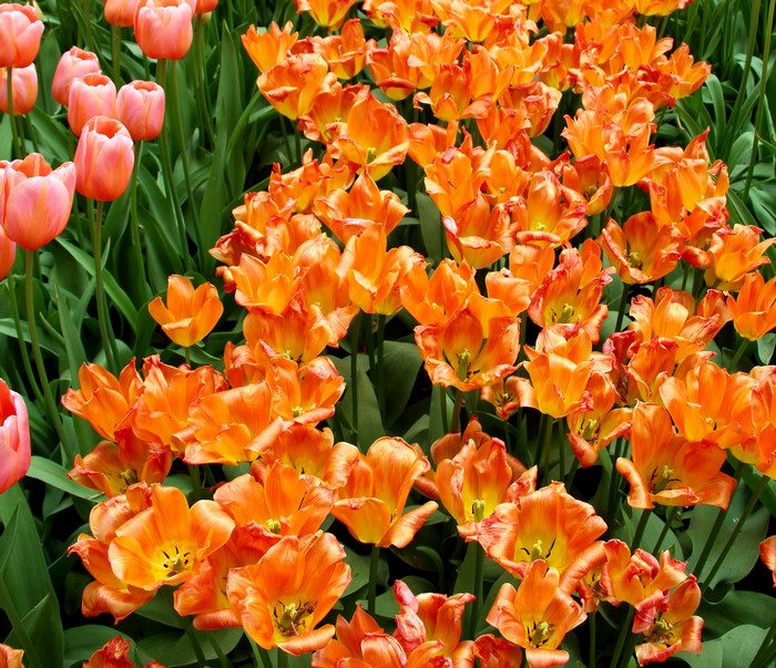 Orange and pink tulips in a field