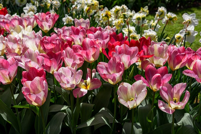 4K Closeup of Colorful Tulips in Bloom