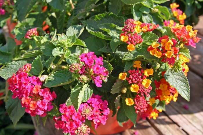 Lantana flowers in a pot