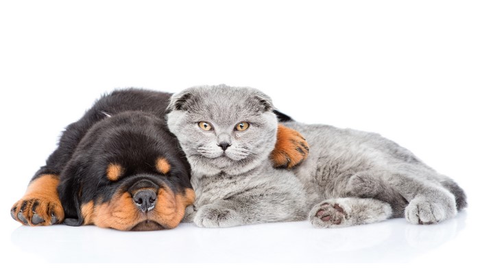 Rottweiler puppy and Scottish Fold kitten sleeping